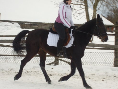 Jose a special Standardbred horse