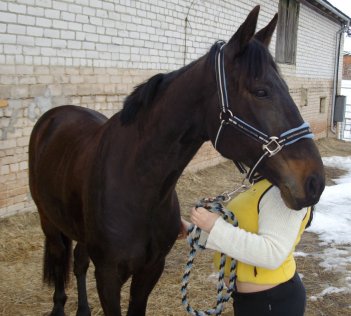 Jose a special Standardbred horse