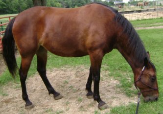 Terra a pretty Standardbred horse grazing