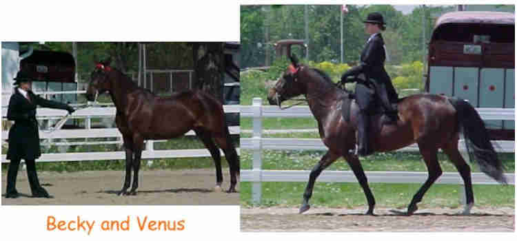 Standardbred Fan Club members riding dressage and competitions.