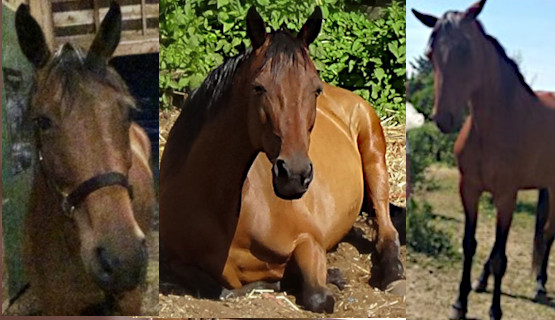 Coco Standardbred mare may also be known as Firefly