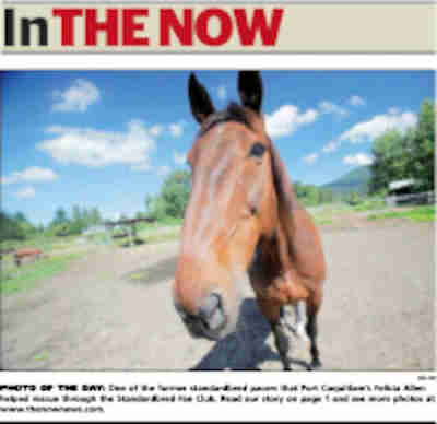 two standardbred rescued horses who starred in the training video