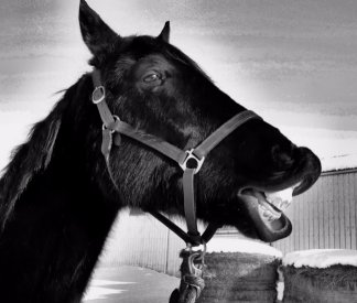 Jose a special Standardbred horse