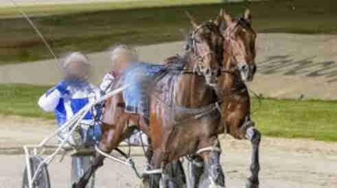 Training a Standardbred horse
