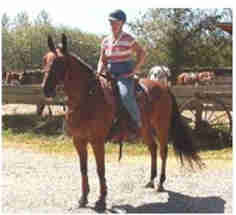 Standardbred Fan Club member trail partners Sue and her pacer Mac