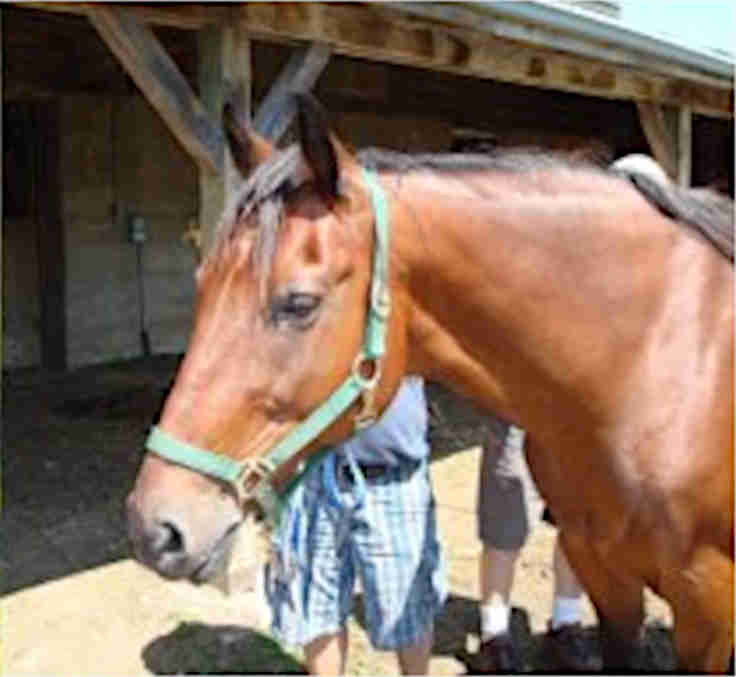 A handsome standardbred horse finds a special friend